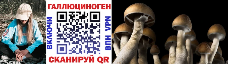 Псилоцибиновые грибы Cubensis  дарнет шоп  Сургут 